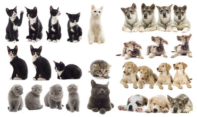 set of cats, set of puppies
