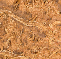 peel the coconut as a background. super macro