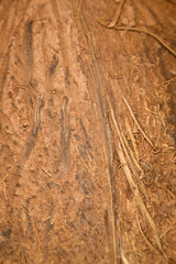 peel the coconut as a background. super macro