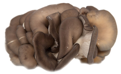 Oyster mushrooms on a white background