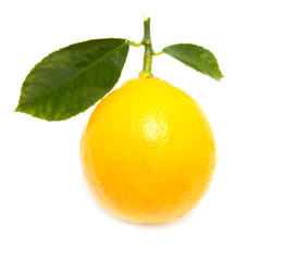 lemon on a white background