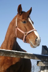 Obraz premium Portrait of nice purebred horse winter corral rural scene