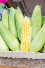 Fresh corn in the basket
