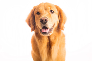 Golden Retriever Dog