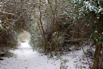 Obraz na płótnie Canvas Winter Path