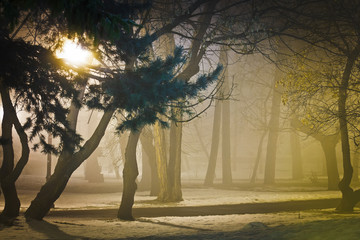 Foggy night in park