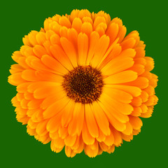 Calendula Officinalis on green