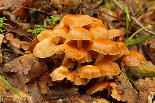 Group of mushrooms in forest