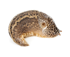 Contracted Limax maximus - leopard slug