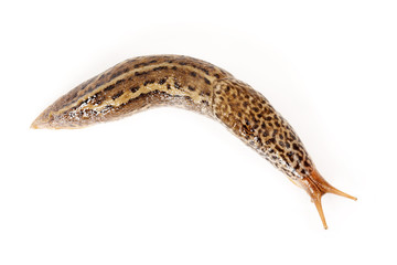 Limax maximus - leopard slug