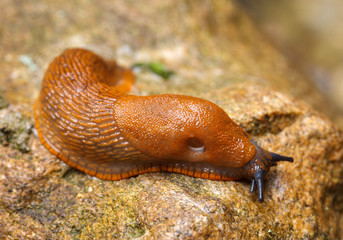 Spanish slug - Arion vulgaris