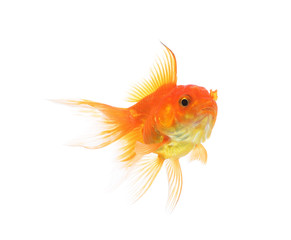 Fototapeta premium Gold fish isolated on a white background.