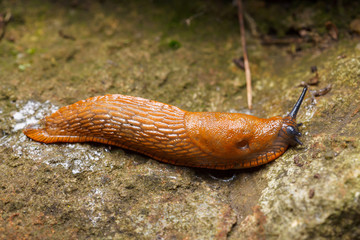 Spanish slug - Arion vulgaris