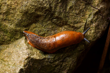 Spanish slug - Arion vulgaris
