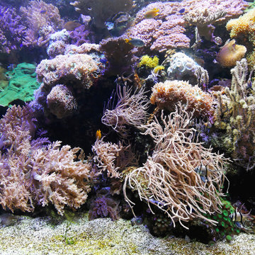 Fototapeta Coral reef