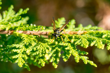 Avispa en el árbol