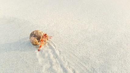 Fototapeta na wymiar Hermit crab is walking on the beach