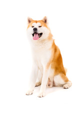 Akita Inu