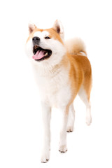 Akita Inu