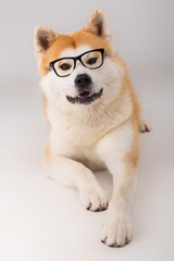 Akita Inu