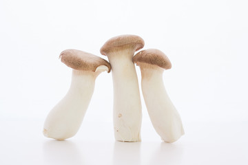 eringii mushroom