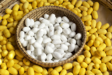 cocoon silkworm many silk worm