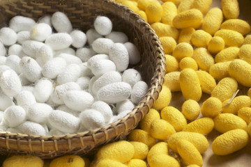 cocoon silkworm many silk worm