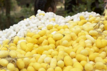 cocoon silkworm many silk worm