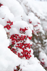 雪に埋もれる南天
