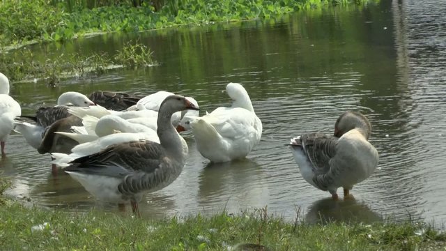 Geese on the River