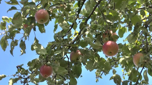 apples growing on a apple tree