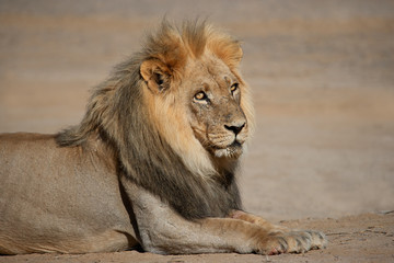 Male African lion (Panthera leo), Kalahari desert