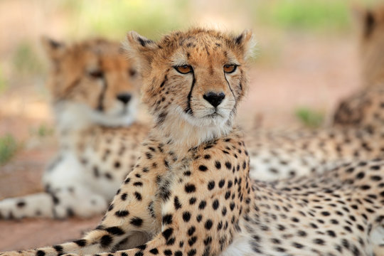 Alert cheetah (Acinonyx jubatus), Kalahari desert