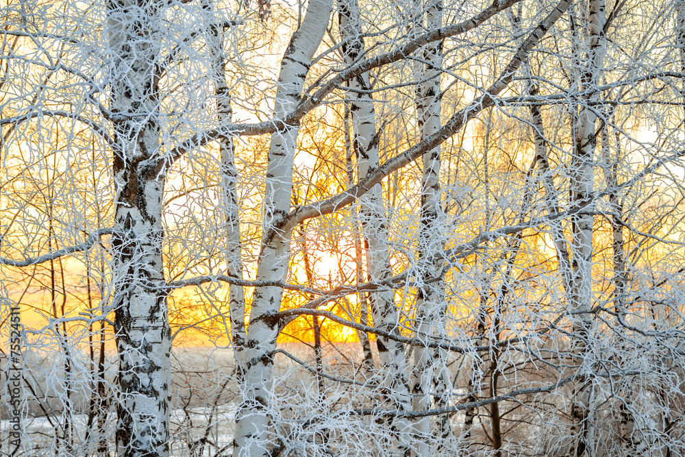 Wall mural winter landscape with a sunset in the forest