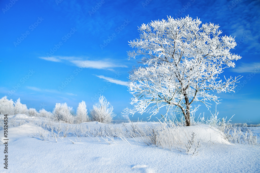 Wall mural rural winter landscape with a one tree and the blue sky