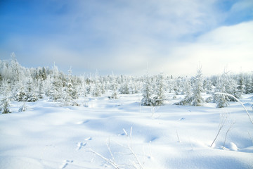 Fototapeta na wymiar winter landscape with the forest and traces of a hare on snow
