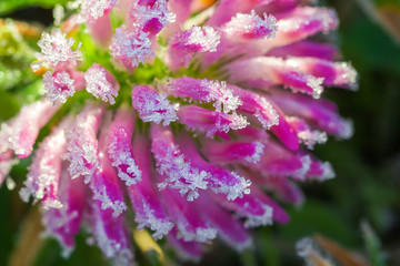 pink flower of a clover is covered with hoarfrost  macro