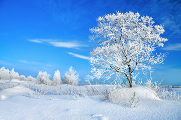 rural winter landscape with a one tree and the blue sky