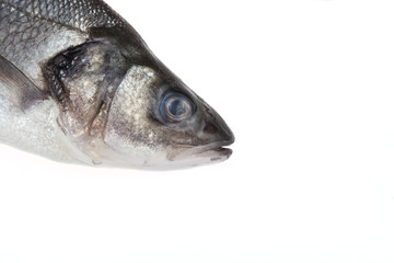 Seabass fishes head on a white background