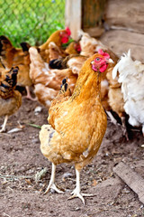 Brown chicken in pen