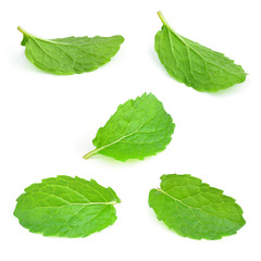 Mint leaf © evegenesis