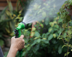 Female hand watering  plants with a garden hosw with sprinler