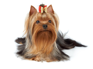 Wonderful Yorkshire Terrier