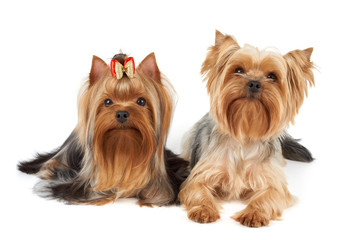 Two Yorkshire Terriers