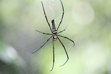 golden orb-web spider