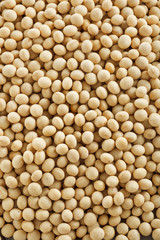 大豆　Soybeans