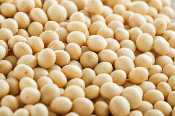 大豆　Soybeans