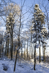 sunny winter day in forest