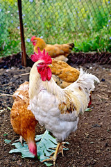 Cock white with chicken