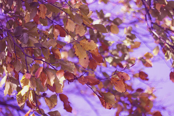 Abstract color autumn leaves